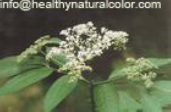  Elderberry Anthocyanin